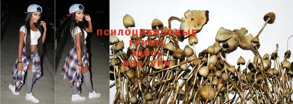 амф Зеленокумск